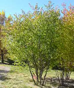 hawthorn tree picture