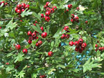 hawthorn tree picture