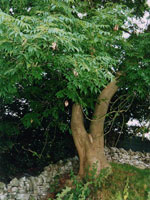 hawthorn tree picture