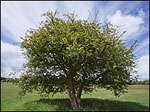 hawthorn tree picture