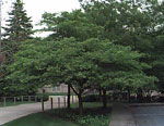 hawthorn tree picture