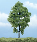 hickory tree picture