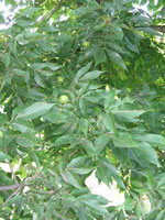 hawthorn tree picture