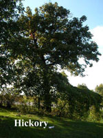 hickory tree picture
