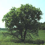 hickory tree picture