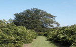 hickory tree picture