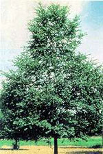 elm tree picture