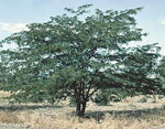 honeylocust tree picture
