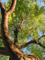 Honey Locust Tree Branches Wood