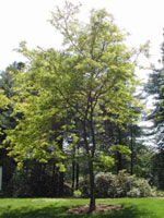honeylocust tree picture