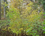 honeylocust tree picture