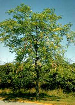 honeylocust tree picture