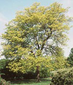honeylocust tree picture
