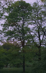 honeylocust tree picture