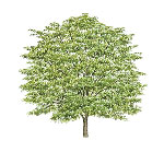 honeylocust tree picture