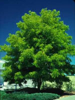 honeylocust tree picture