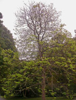horse chestnut tree picture