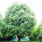 horse chestnut tree picture