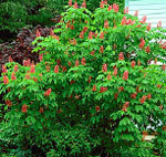 horse chestnut tree picture