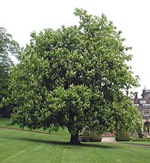 horse chestnut tree picture