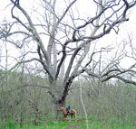 pecan tree picture