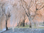 willow tree picture