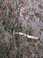 pecan tree picture