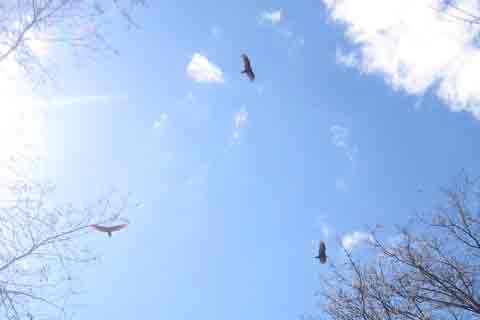 Above the Trees 