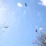 Vultures above Trees