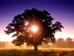 tree picture