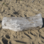Tree Log Carving