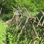 Tree Branch Bean and Pea Home Garden