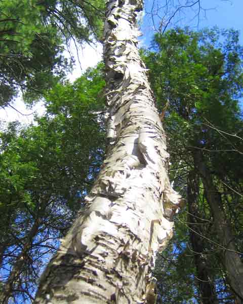 Birch Tree Bark