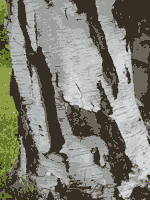 birch tree picture