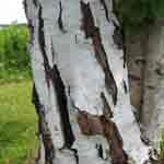 Birch Tree Bark