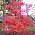 Red Japanese Maple Tree