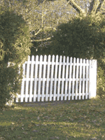 Cedar Tree Hedge with white gate Picture