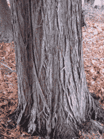 Cedar Tree Bark