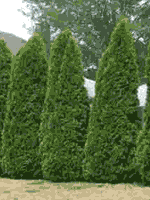 CedarTrees