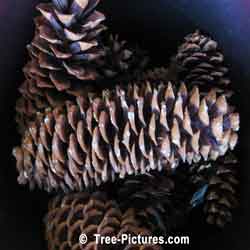Sugar Pine Tree: Huge 12 inch long Pine Cones sold for Christmas Decorations | Tree:SugarPine+Cones at Tree-Pictures.com