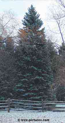 Christmas Tree Pictures, natural setting of a lightly snow covered spruce tree