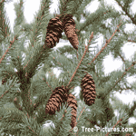 Christmas Tree Spruce Cones Pic