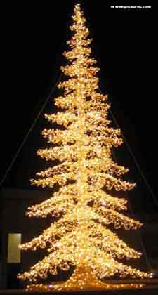 Christmas Tree Pictures, Stunning night image of a Decorated Xmas Tree in Yellow Lights