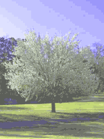 dogwood tree picture