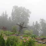 Fallen Tree