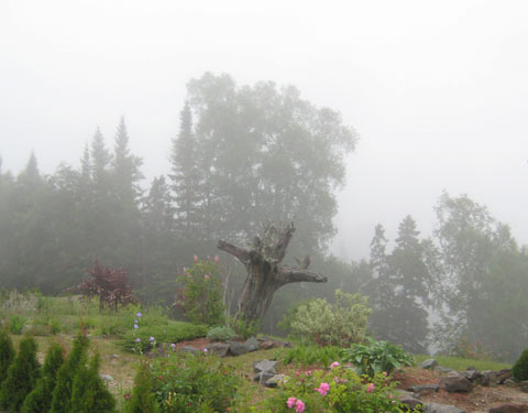 Fallen Tree