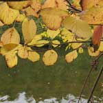 Tree leaves over turtle pond