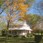 Fall Trees