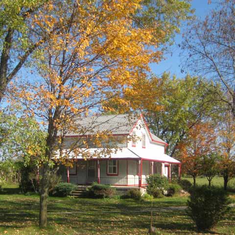 Fall Maple Trees Picture
