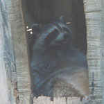 Fat Racoon in Tree Hollow